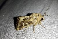 Luperina dumerilii