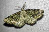 Cleorodes lichenaria