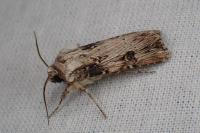 Agrotis catalaunensis