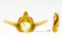 Cleorodes lichenaria