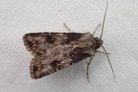 Agrotis catalaunensis