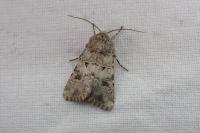 Anarta sodae