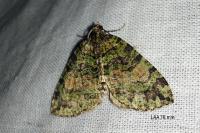 Hydriomena furcata