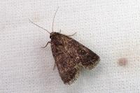 Caradrina germainii