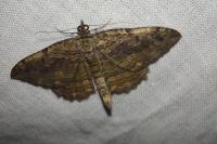 Philereme transversata