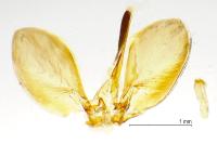 Philereme transversata