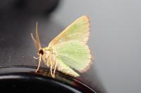 Eucrostes indigenata