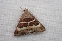 Grammodes stolida