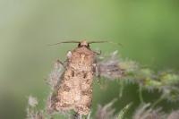 Agrotis segetum