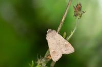 Ammoconia caecimacula