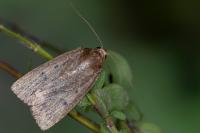 Amphipyra tragopoginis