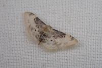 Idaea filicata