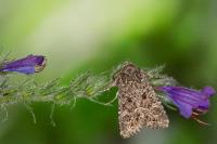 Apamea furva