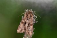 Apamea monoglypha monoglypha