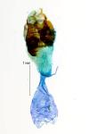 Chrysoteuchia culmella