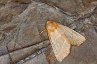 Atethmia centrago