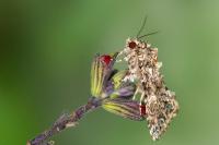 Callopistria latreillei