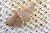 Idaea predotaria