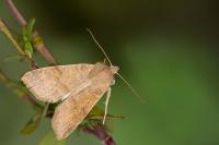 Cirrhia ocellaris