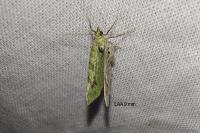 Chloroclystis v-ata