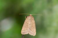 Mesogona acetosellae