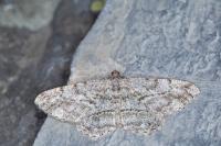 Peribatodes rhomboidaria rhomboidaria