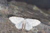 Scopula marginepunctata