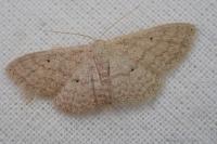 Scopula minorata