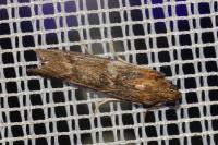 Selagia spadicella