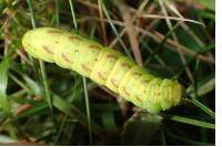 Lacanobia contigua