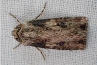 Agrotis catalaunensis