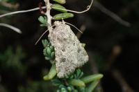 Anarta sodae