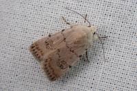 Caradrina fuscicornis continentalis