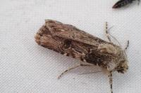 Agrotis catalaunensis