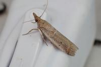 Gymnancyla canella