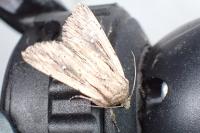 Leucania putrescens