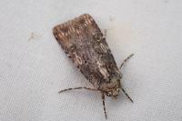 Agrotis catalaunensis