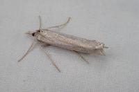 Ancylolomia disparalis