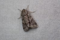 Acronicta auricoma