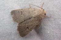 Caradrina aspersa