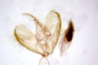 Indalia uniola