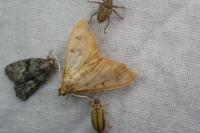 Patania balteata