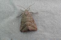 Phyllophila obliterata