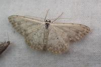Scopula submutata roseonitens