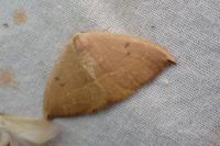 Watsonalla uncinula