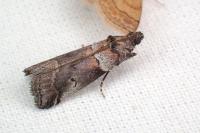 Acrobasis legatea