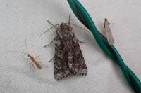 Acronicta auricoma