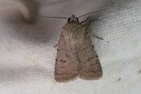 Caradrina aspersa