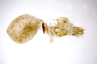 Caradrina aspersa