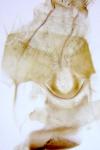 Caradrina aspersa